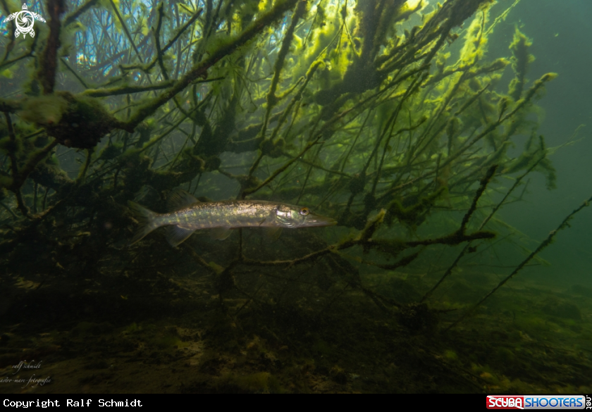 A Lakefish