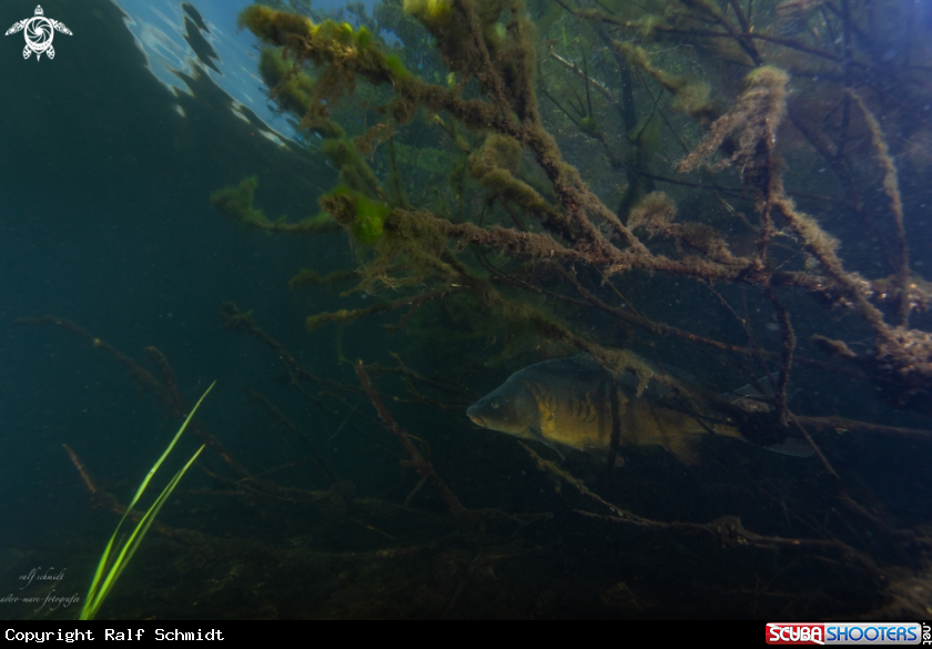 A Lakefish