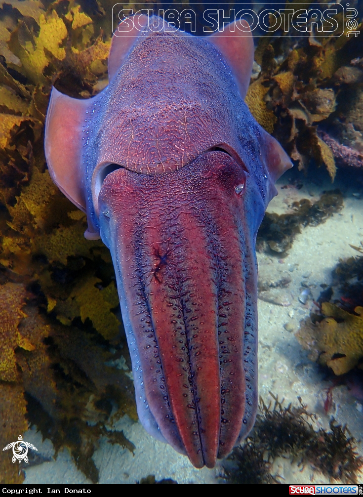 A Australian giant cuttlefish
