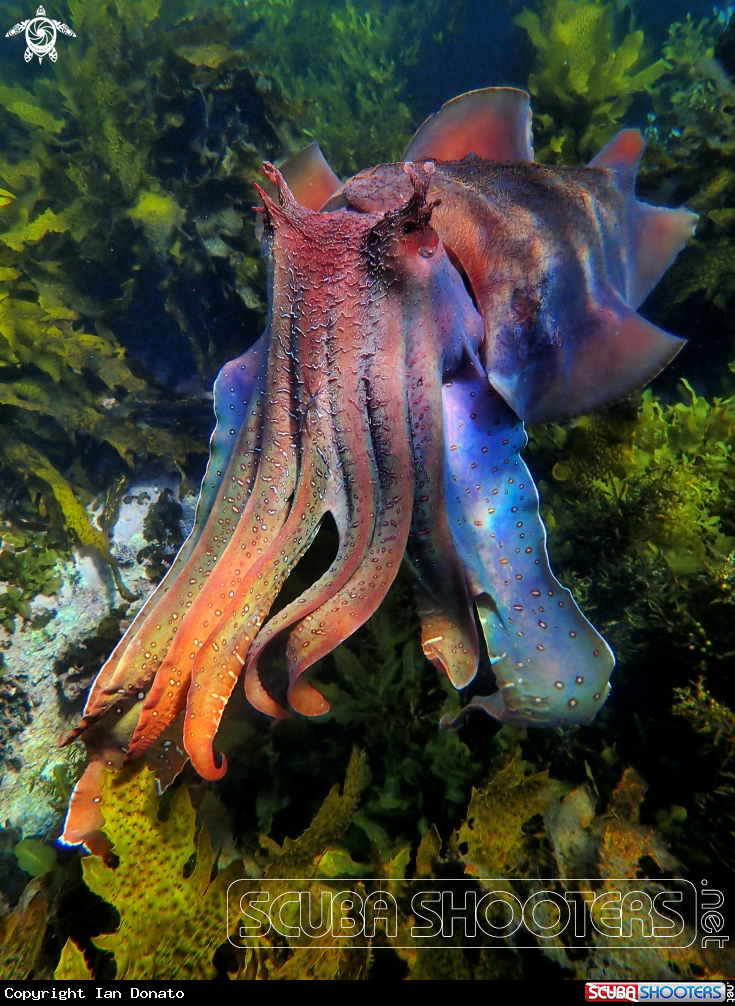 A Australian giant cuttlefish