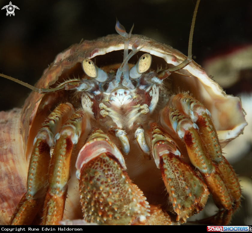A Hermt crab