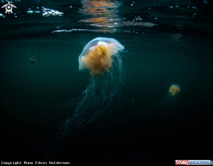A Lions mane jelly