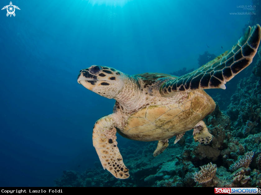 A Turtle 