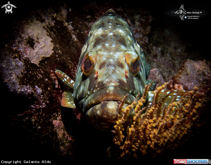 A Starry Grouper