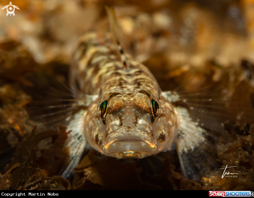 A Sandgoby