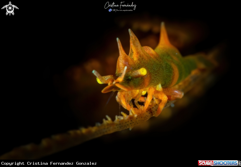 A Dragon shrimp