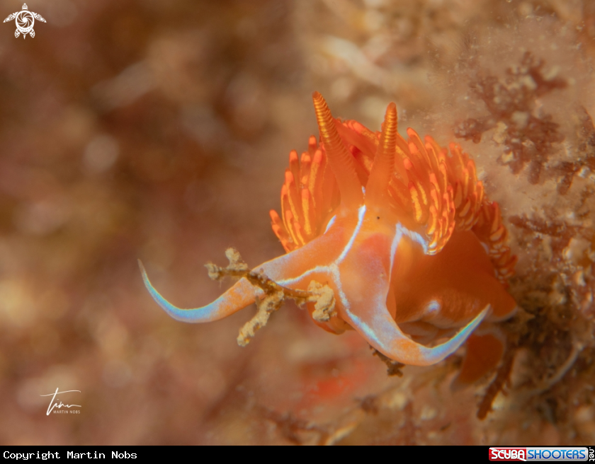 A Dondice banyulensis