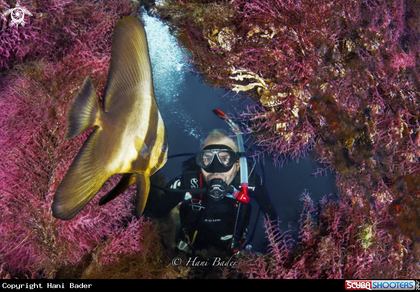 A Batfish
