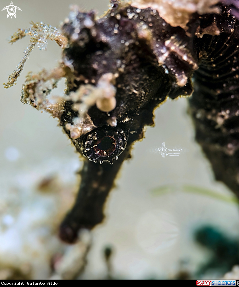 A Seahorse 