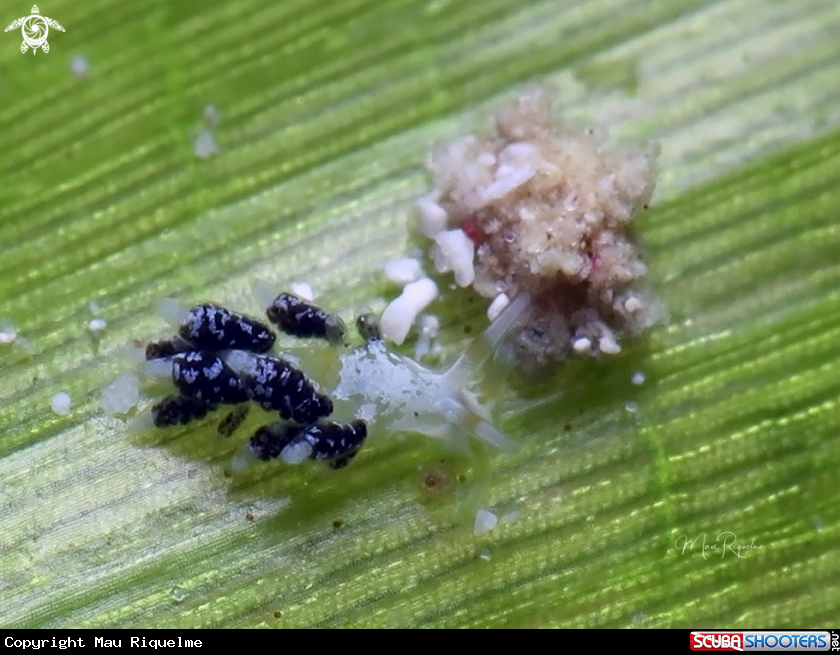 A Tenellia sp.