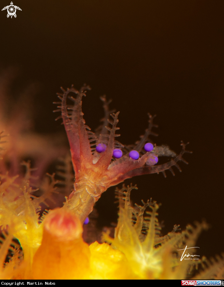 A Violescent Sea Whip