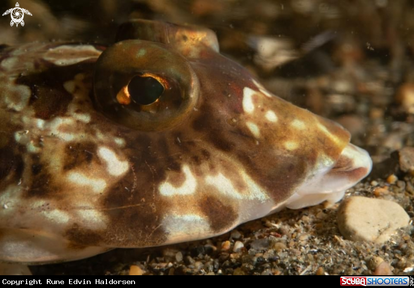 A Dragonet