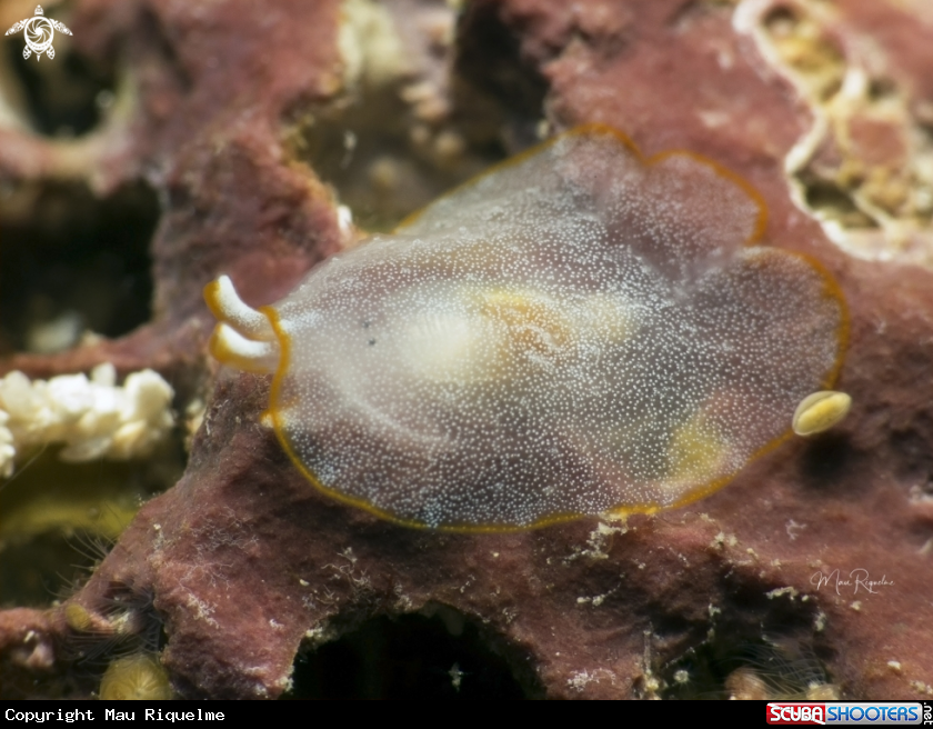 A Juvenile Sidegill Slug