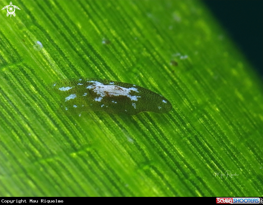 A Acoela worm