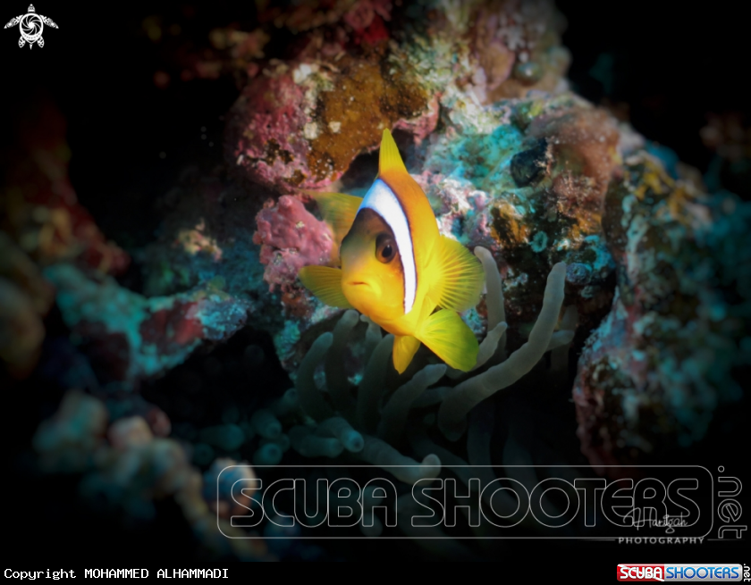 A Nemo