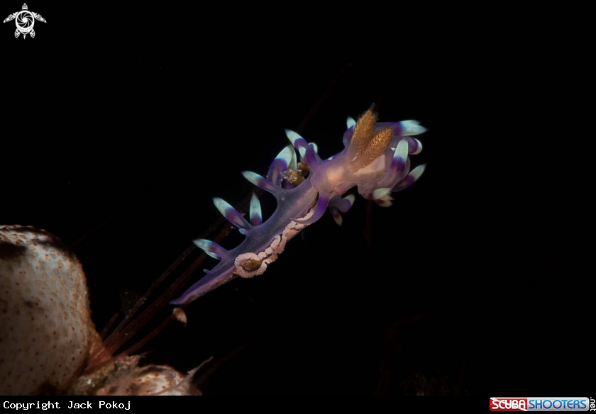 A Flabellina  exoptata