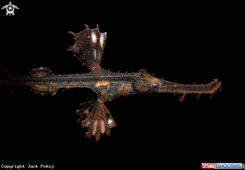A Ornate ghost pipefish