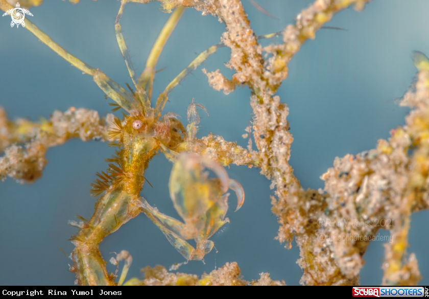 A Skeleton shrimp