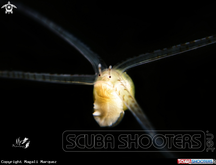 A Veliger larva 