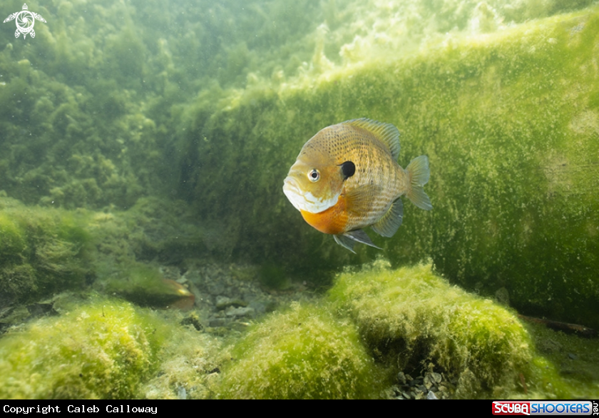 A Bluegill