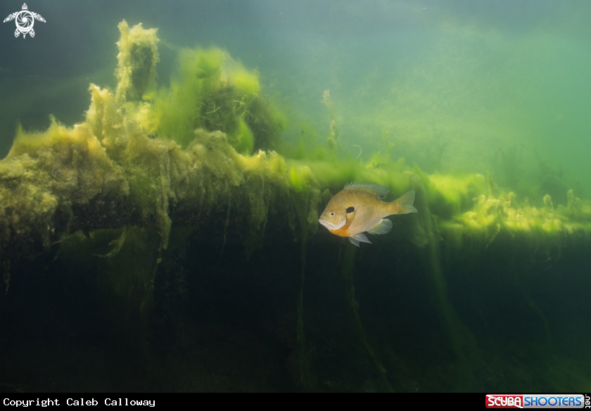 A Bluegill