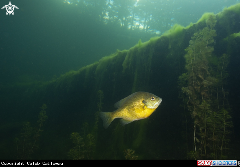 A Bluegill