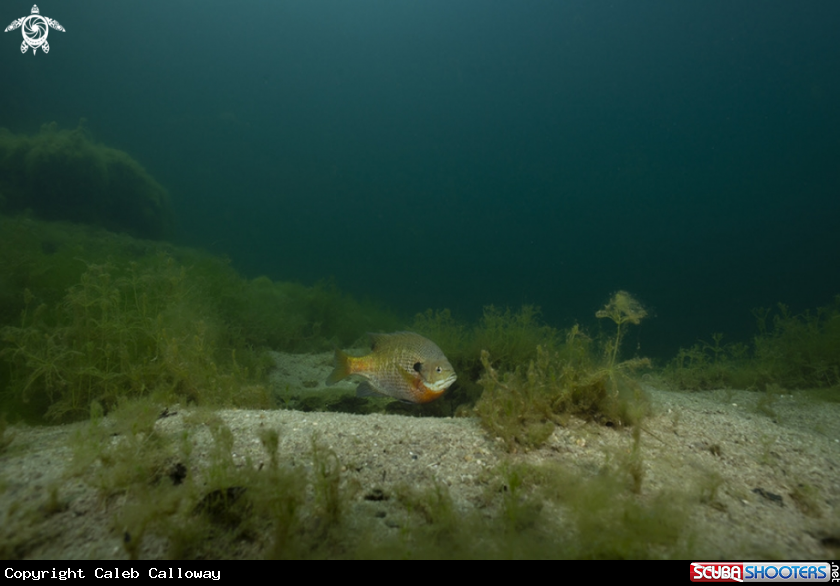 A Bluegill