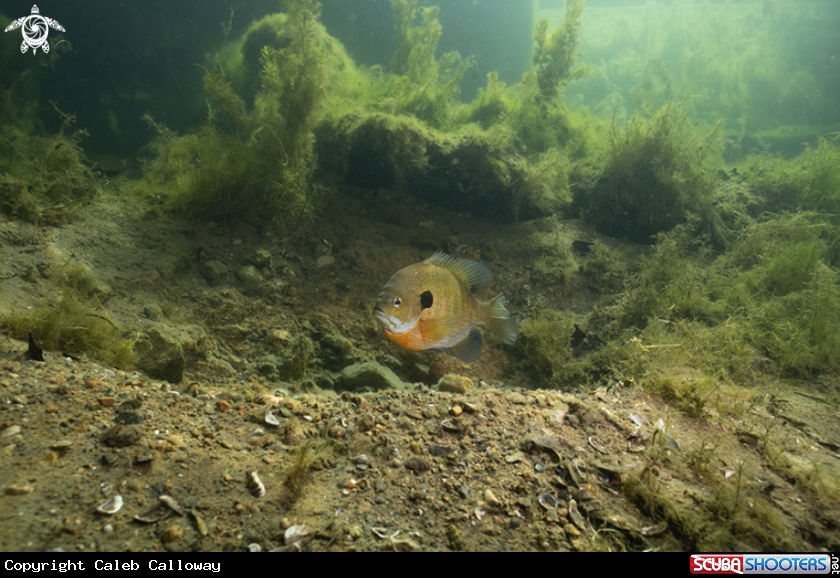 A Bluegill