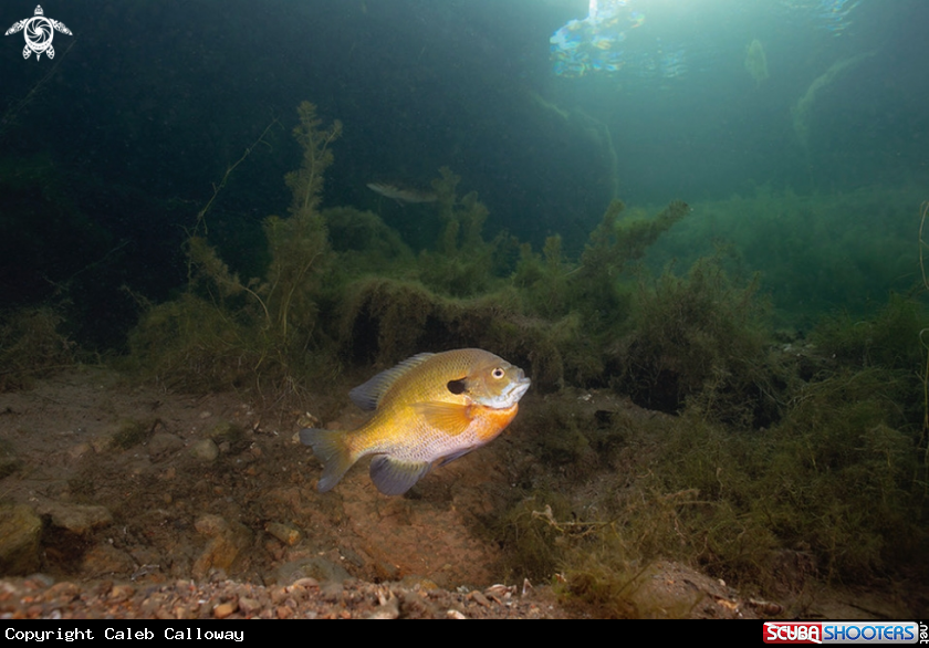 A Bluegill