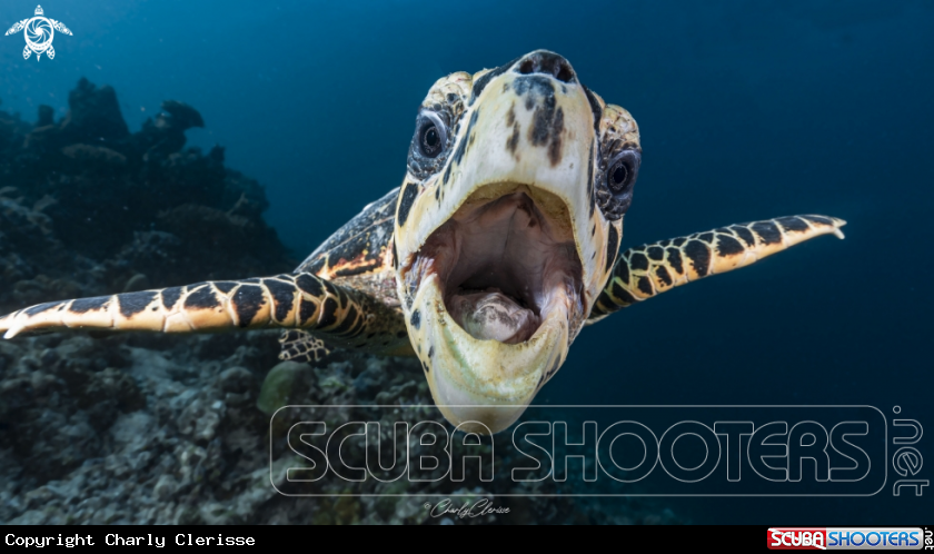 A Hawksbill Turtle