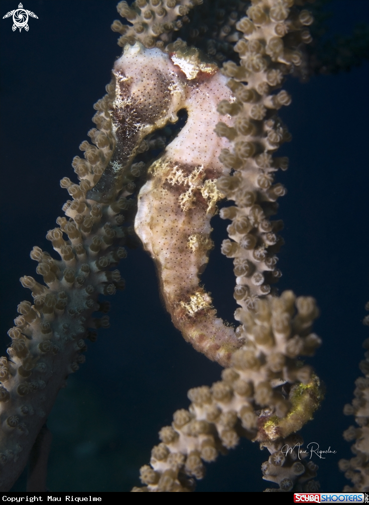 A Longsnout Seahorse