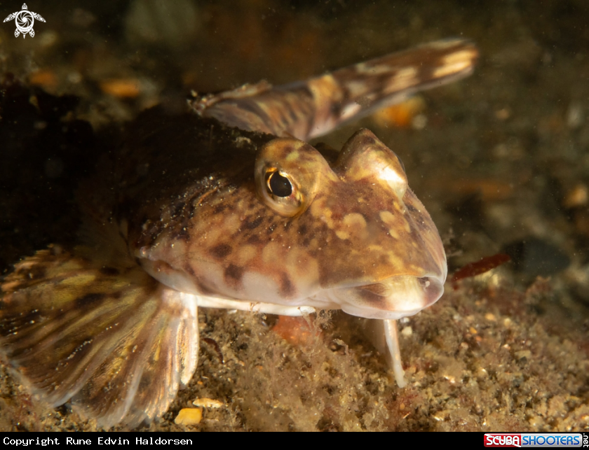 A Common dragonet