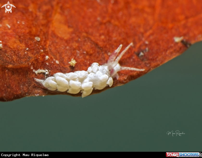 A Tenellia