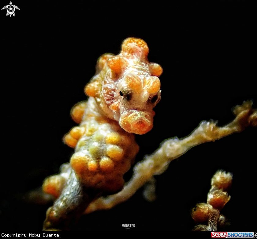 A Pygmy seahorse