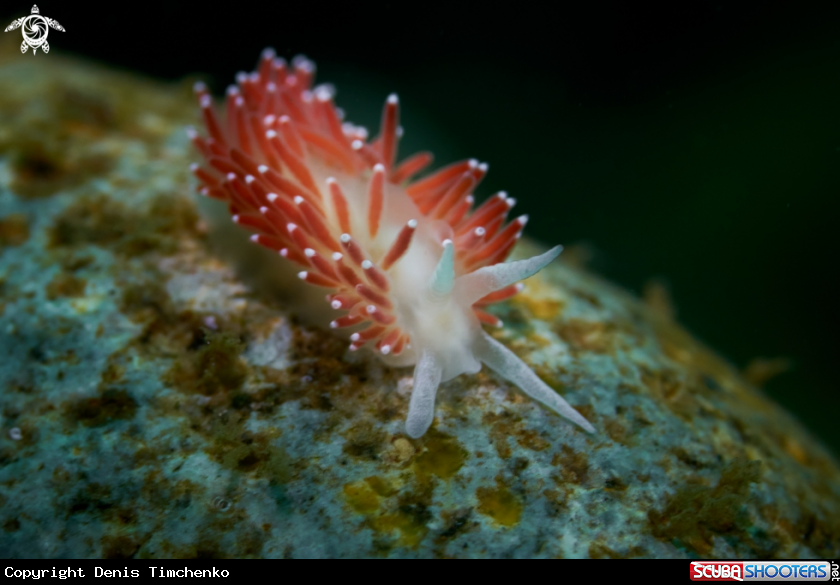 A NUDIBRANCH
