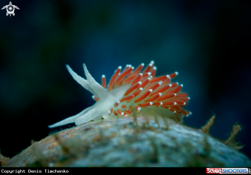 A NUDIBRANCH
