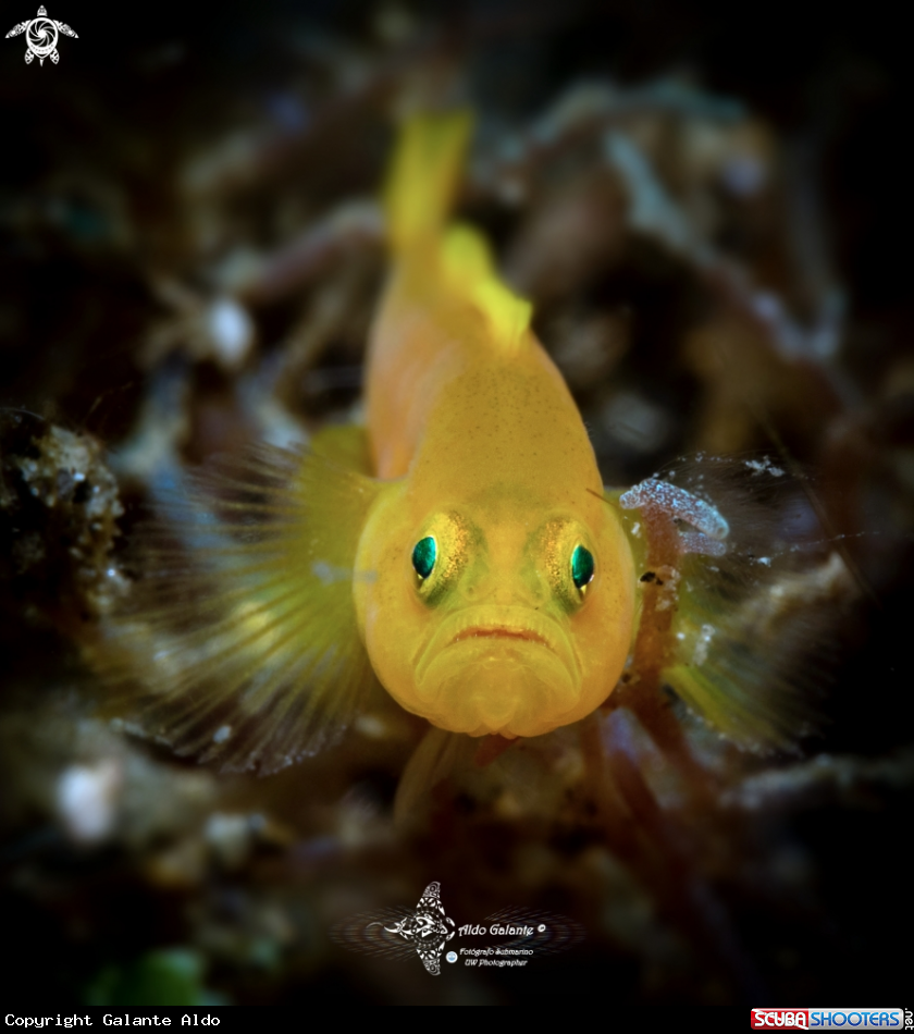A Yellow Pygmy Goby