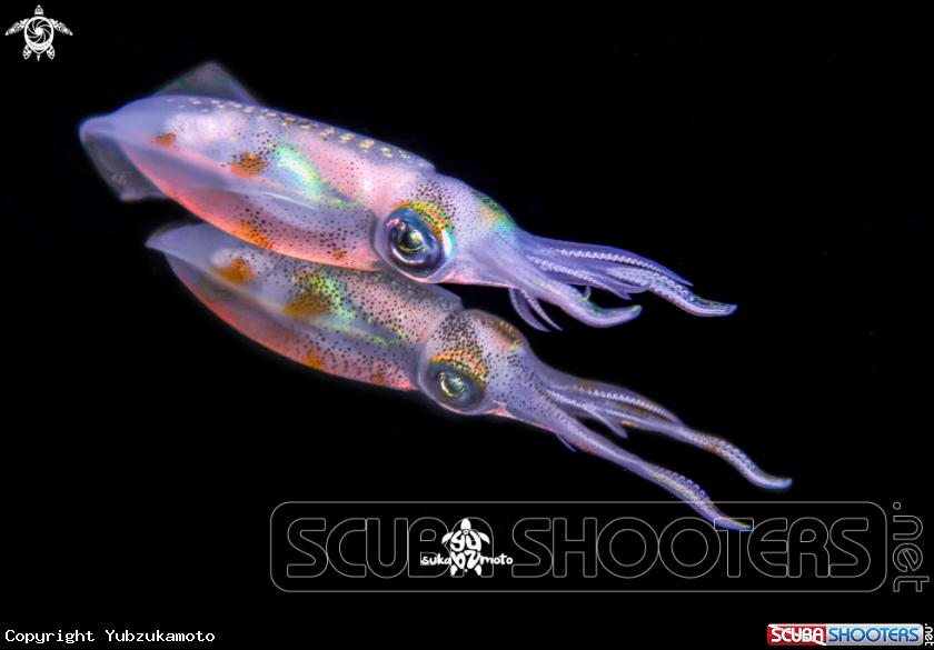 A Bigfin reef squid