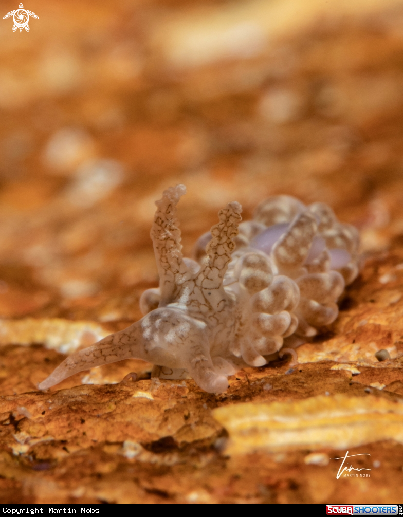 A Spurilla neapolitana