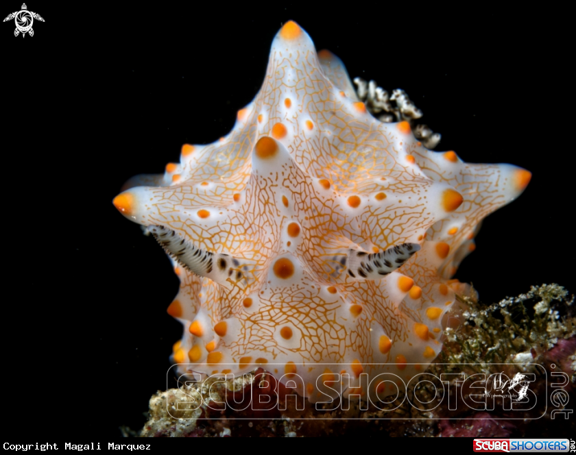 A Halgerda Nudibranch 
