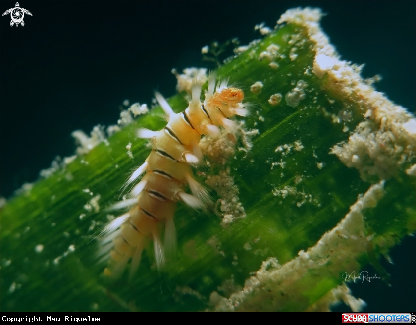 A Bearded Fireworm