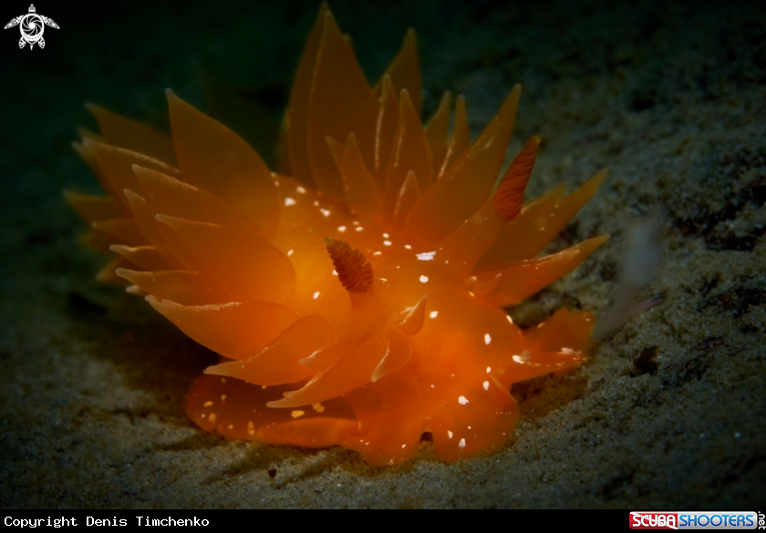 A NUDIBRANCH