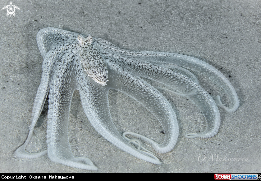 A Longarm  octopus 