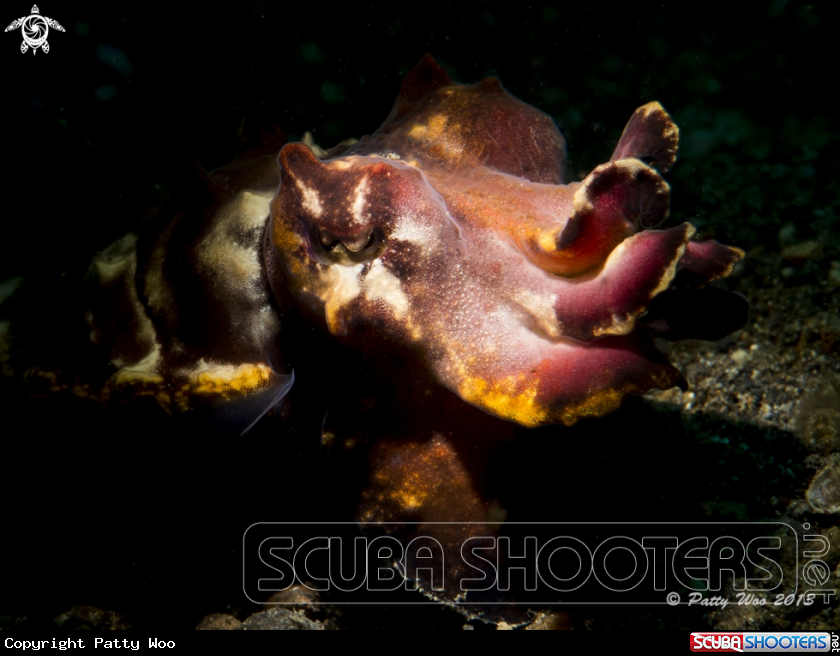 A Flamboyant Cuttlefish