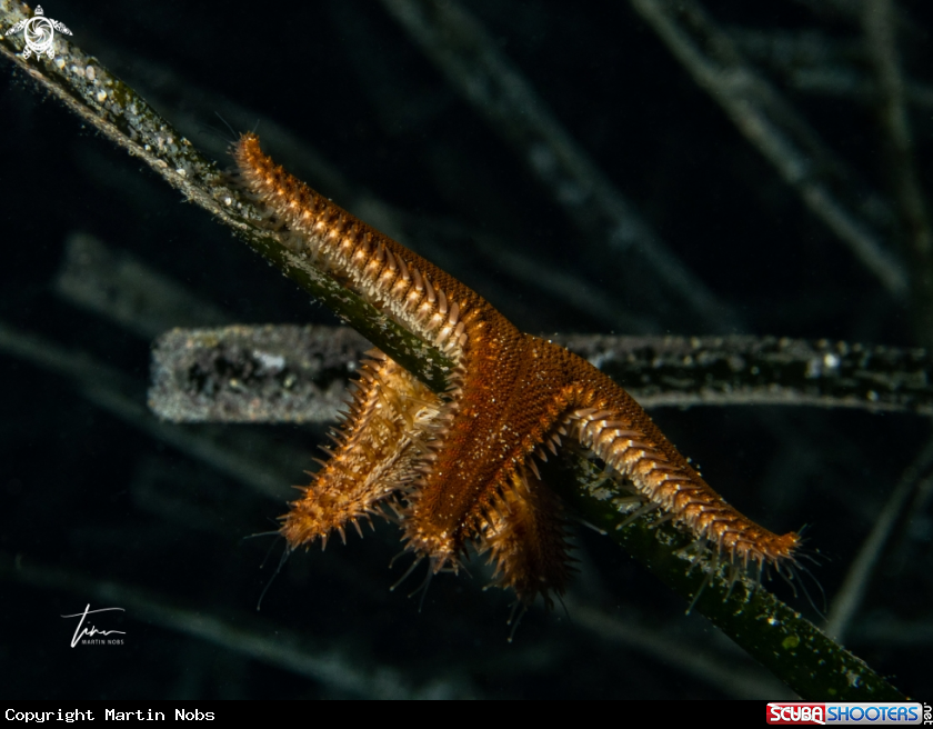 A Spiny Seastar