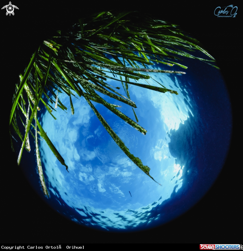 A Neptune grass
