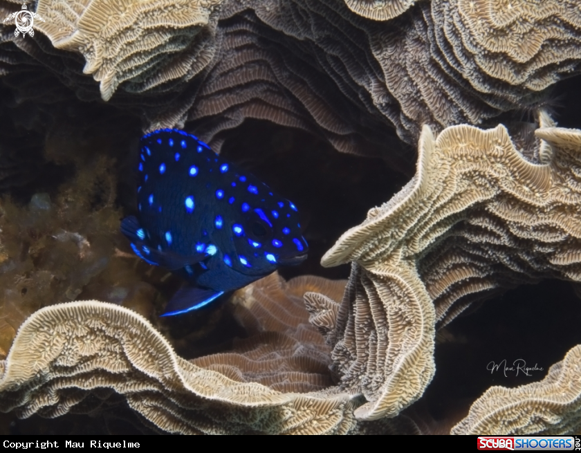 A Yellowtail Damselfish