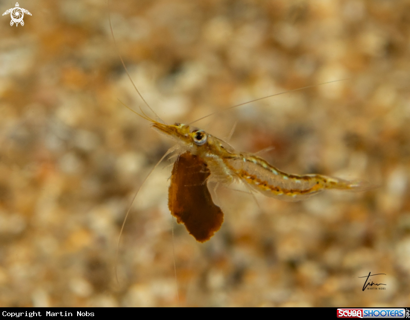 A Floating shrimp