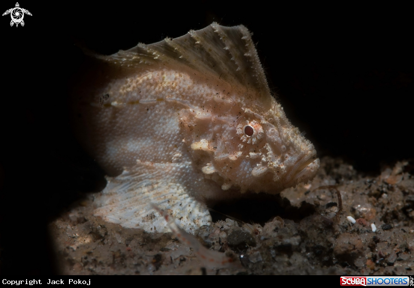 A Cocatoo waspfish
