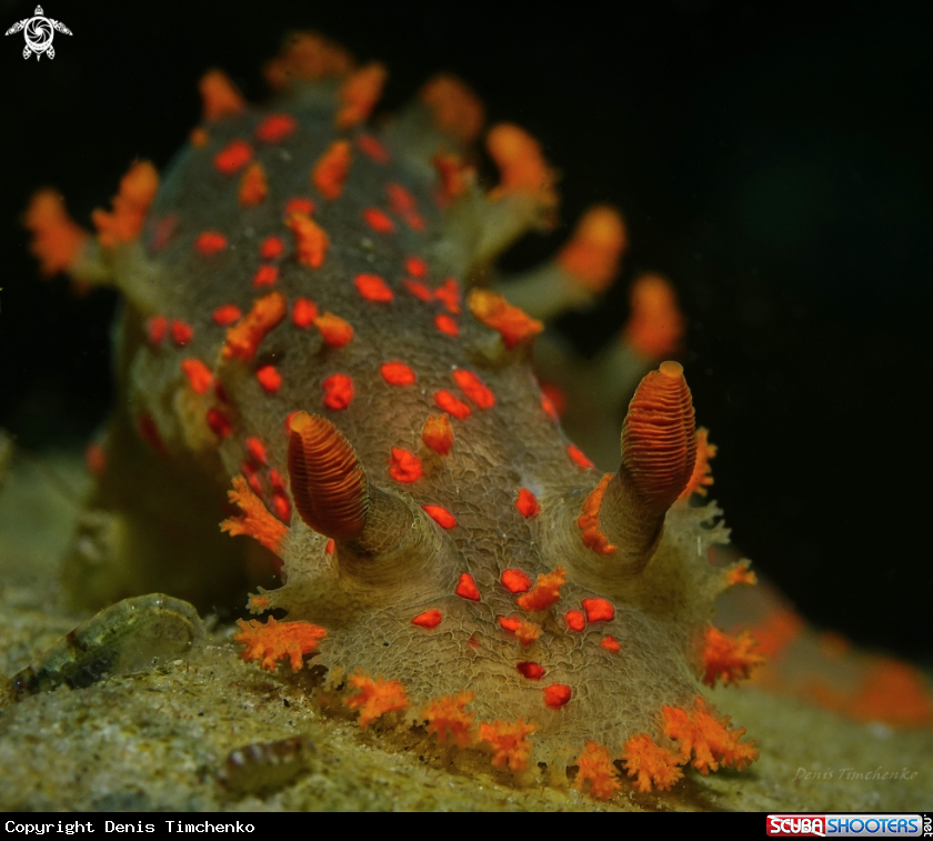A NUDIBRANCH